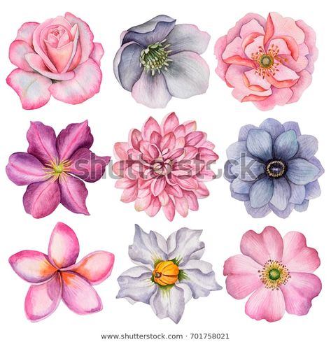 Find Watercolor Set Different Flowers Hand Drawn stock images in HD and millions of other royalty-free stock photos, illustrations and vectors in the Shutterstock collection. Thousands of new, high-quality pictures added every day. Peony Watercolor, Flower Background Design, Flower Background Iphone, Botanical Flower Art, Arte Punk, Cherry Blossom Art, Flower Art Drawing, Colored Pencil Techniques, Watercolor Set