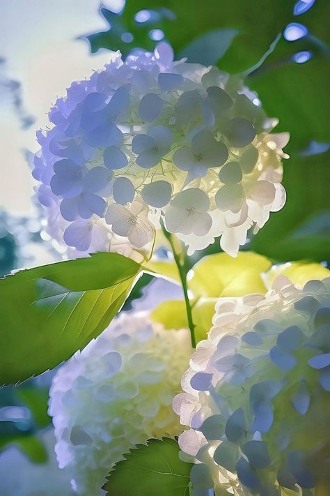 Puffy Wallpaper, Cat Pfps, Winter Flower Arrangements, Classy Baddie Nails, Classy Baddie, Baddie Nails, White Plants, Nothing But Flowers, Unusual Plants