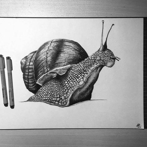 Snails Drawing, Snail Art, Stippling Art, Insect Art, Arte Sketchbook, Watercolour Art, Pencil Art Drawings, Animal Sketches, Pen Art