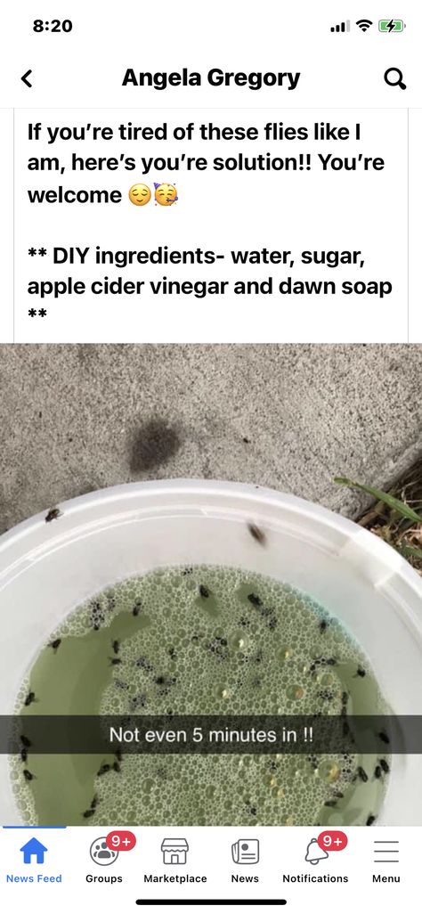 Homemade Fly Traps, Get Rid Of Flies, Random Tips, Natural Bug Repellent, Survival Skills Life Hacks, Diy Cleaning Hacks, Survival Life Hacks, Bug Repellent, Everyday Hacks