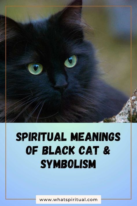 10 Spiritual Meanings of Black Cat & Symbolism 2 Black Cat Meaning, Cat Symbolism, Aura Colors Meaning, Animal Meanings, Cat Spirit, Spiritual Animal, Mean Cat, Spiritual Symbols, Mystical World