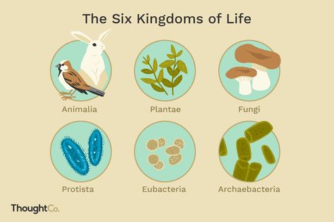 Living organisms are classified into one of six kingdoms of life, categorized based on common characteristics. 6 Kingdoms Of Life, Animalia Kingdom, Classifying Animals, Project Science, Types Of Fungi, Cell Model, Living Organisms, Earth Illustration, Ap Biology