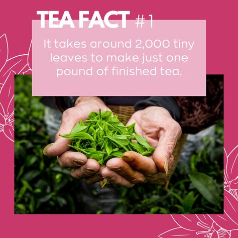 Tea Leaves Reading, Fun Facts About Tea, Tea Facts, Loose Leaf Tea Infusers, Tea Tag, Tea Memes Humor, Whats The Tea Meme, Butterfly Tea, Did You Know Facts