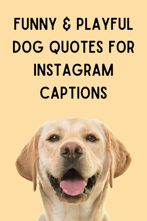 Are you searching for the top dog captions to use on Instagram? Few things can make us feel as happy as the unwavering devotion of a dog. Funny Dogs With Captions, Granddogs Quotes, Happy Dogs Quotes, Zoomies Dog Quote, Dogs Eyes Quotes, Funny Dog Quotes For Instagram, Dog Letterboard Quotes, Dog Captions For Insta Funny, National Dog Day Quotes