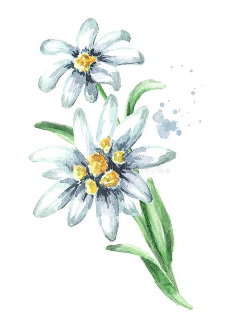 Edelweiss flower Leontopodium alpinum with leaves Watercolor hand drawn illustration, isolated on white background. stock images Edelweiss Drawing, Edelweiss Tattoo, Arte Pulp, Tattoo Vintage, Tattoo Watercolor, Alpine Flowers, Edelweiss Flower, Tattoo Simple, Mother Daughter Tattoos