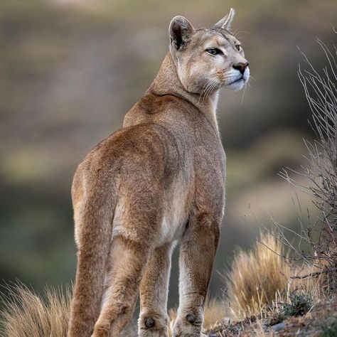 Pumas Animal, Puma Animal, Mountain Lion, Pretty Animals, Leopards, From Instagram, Big Cats, Beautiful Creatures, Reptiles