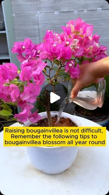 My Garden Ideas on Instagram: "4 tips to make bougainvillea bloom more #gardeningfun #gardening_feature #urbangardening #gardeninguk #gardeningphoto #gardeningistherapy #gardening101 #gardeningisfun #gardeningtime #gardeningday #gardeningproblems #gardeninggoals #gardeningideas #gardeninglove #gardening4pleasure #gardeningtips #gardeningmakesmehappy" Bougainvillea Balcony Ideas, How To Make Bougainvillea Bloom, Boganvillia Ideas, Bougainvillea How To Grow, Bugambilia Garden Ideas, Buganvilla Ideas Yards, Boganvillia Aesthetic, Bougainvillea Balcony, Bougainvillea Planting Ideas