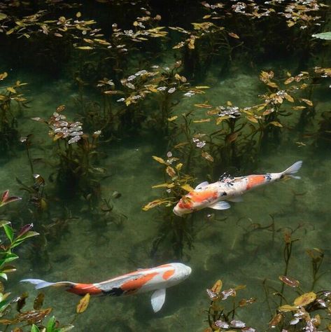 Chinese Aesthetic, Japan Aesthetic, Nature Aesthetic, Pretty Places, Koi Fish, Green Aesthetic, Pretty Pictures, Mother Nature, Koi