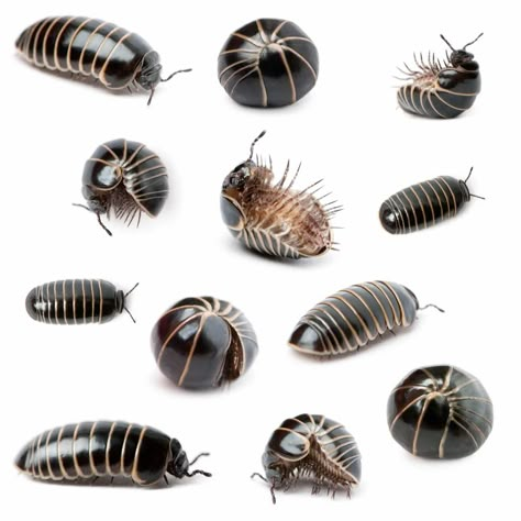 Pill Bugs, Woodlice, Pill Bug, Cool Bugs, Bug Art, Roly Poly, Bug Bites, Beautiful Bugs, Creepy Crawlies