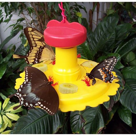 Butterfly Feeders, Butterfly Feeder, Plants That Attract Butterflies, Butterfly Houses, List Of Flowers, Butterfly House, Attract Butterflies, Raised Bed, Butterfly Garden