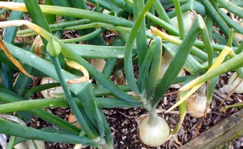 Sprouted Onions, Planting Onions, Better Homes And Garden, Top Recipes, Growing Food, Green Tops, Green Onions, Easy Dinner Recipes, Onions