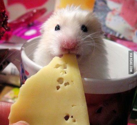 Nothing like a sharp Swiss Hamsters, Hamster Pictures, A Hamster, Cute Rats, Funny Animal Photos, Cute Hamsters, Cute Mouse, Animal Friends, Rodents