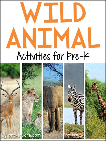 Pre-K & Preschool theme ideas for learning about African animals. Find more Wild Animal Activities for Pre-K on the category page. Books Check here for a complete list of Safari Animal Books! Elephant Conga Line {Large Motor} Children walk like an elephant on all four legs, trying to keep their balance while lifting a front leg and a back leg. We made a line of elephants and tried walking around the circle Wild Animal Preschool Theme, Savanna Animals Preschool, Going On A Safari Theme Preschool, Safari Lesson Plans Preschool, Safari Theme Activities, Wild Animal Activities, Preschool Theme Ideas, Ideas For Learning, Animals Activities