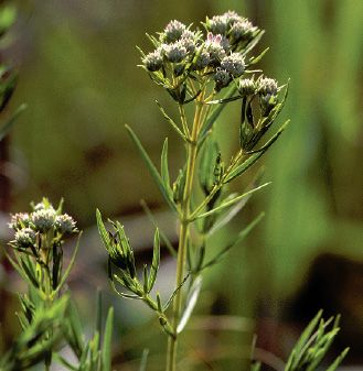 Mountain Mint Mountain Mint, Obedient Plant, Wild Birds Unlimited, Bird Repellents, Mother Earth Living, Insect Repellent, Woodland Garden, Backyard Birds, Pest Control