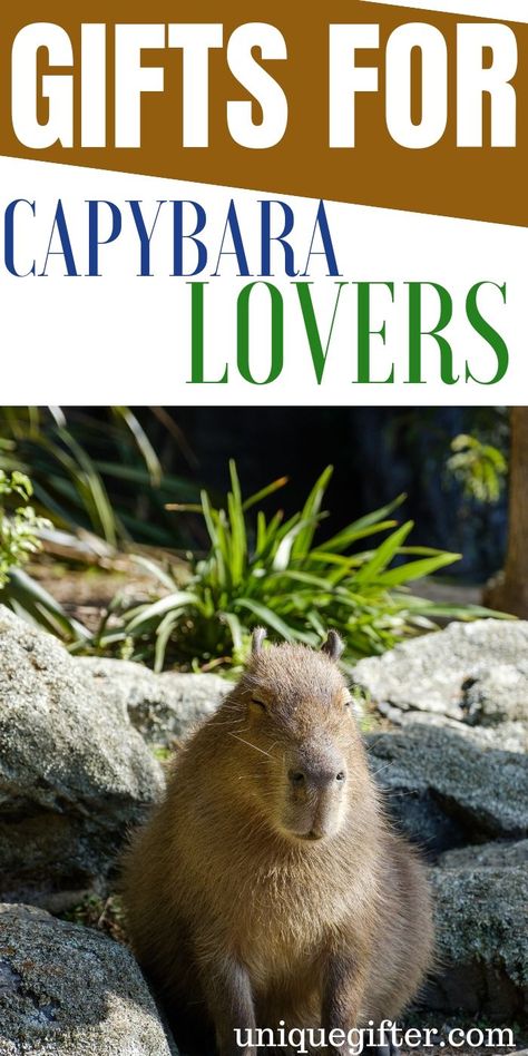 Gift Ideas For Capybara Lovers | Capybara Gifts | Capybara Lover Presents | Capybara Presents | Unique Capybara Presents | Creative Capybara Gift Ideas | #gifts #giftguide #presents #capybara #unique Milestone Birthday Gifts, Healthy Gift, Great Anniversary Gifts, Unique Gifts For Men, Neighbor Gifts, 20 Gifts, Modern Gift, Anniversary Gifts For Him, Birthday Gift Ideas