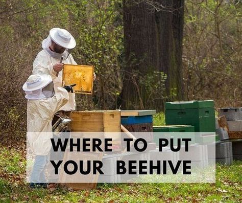 Beehive Placement, Bee Keeping For Beginners, Bee Garden Design, Apiary Design, Bee Venom Therapy, Backyard Beehive, Feeding Bees, Keeping Bees, The Beekeeper