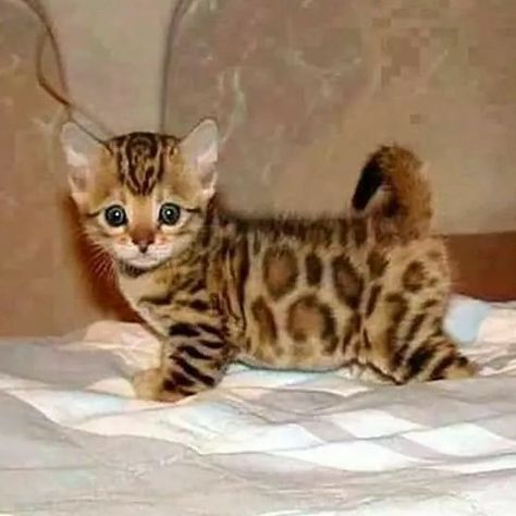 Absolutely beautiful Animals Endangered, Exeter Devon, Beautiful Kittens, Söt Katt, Baby Kittens, Cats Kittens, Bengal Cat, Cute Cats And Kittens