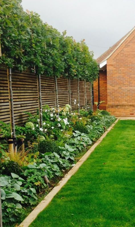 Garden With Hedge Borders, Timber Garden Border, Small Covered Garden Ideas, Privacy Plants Backyard, Hedge And Fence, Lemon Tree Hedge, Under Planting Ideas, Using Trees As A Privacy Fence, Planting Under Pleached Trees