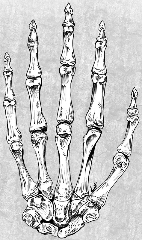 #skeleton #skeletontattoo #tattoo #digitalart #art Realistic Skeleton Drawing, Skeleton Hand Side View, Half Skeleton Half Human Drawing, Skeleton Hand Holding, Skeleton Drawing Side View, Side View Of Skeleton, Human Skeleton Side View, Skeleton Ink Drawing, Skeleton Hands Drawing