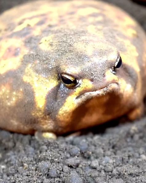 Chubby little rain frogs | So squishy 😊 🐸 | By UNILAD | Facebook Dessert Rain Frog, Tiny Fluffy Dog, African Rain Frog, Rain Frogs, Chubby Animals, Desert Rain Frog, Types Of Frogs, Rain Frog, Desert Rain