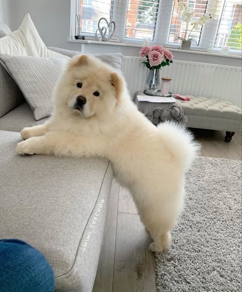 Chow Chow Dog Puppy, Smartest Dog Breeds, Cute Little Puppies, Smart Dog, Fluffy Dogs, Baby Animals Funny, Cute Funny Dogs, Cute Dogs And Puppies