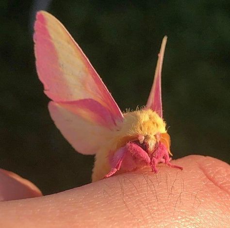 Maple Moth, Rosy Maple Moth, Kunstjournal Inspiration, Cute Moth, Cool Bugs, Beautiful Bugs, Pretty Animals, Bugs And Insects, 영감을 주는 캐릭터