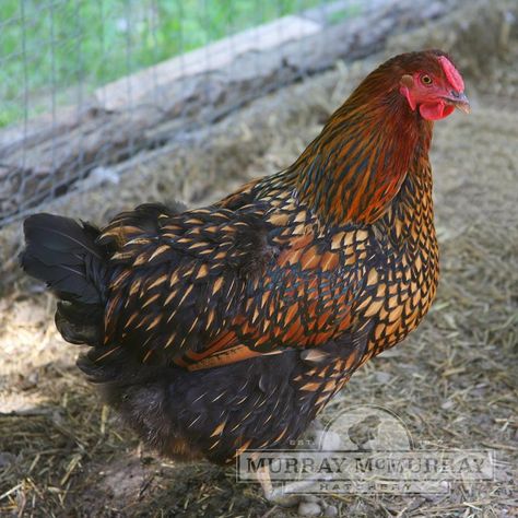 McMurray Hatchery Golden Laced Wyandottes Gold Laced Wyandotte, Wyandotte Hen, Wyandotte Chickens, Breeds Of Chickens, Laced Wyandotte, Wyandotte Chicken, Rooster Breeds, Poultry Equipment, Day Old Chicks