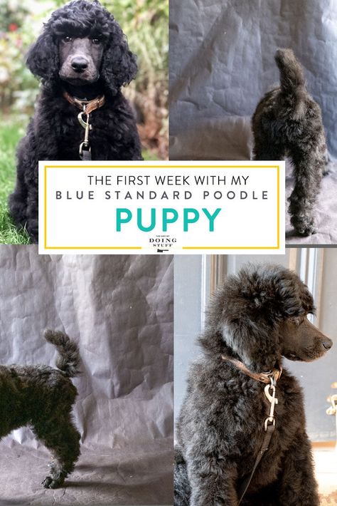 The first week with my 8 week old blue Standard Poodle, Philip. I ate kibble by accident. Blue Poodle Standard, Blue Standard Poodle, Poodle Puppy Training, Standard Poodle Puppy, Blue Poodle, Phantom Poodle, Poodle Puppy Standard, Blurry Pictures, Standard Poodles