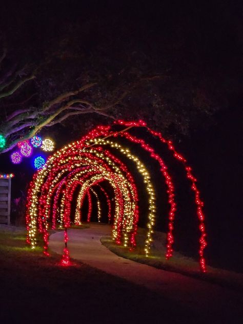 Lined my sidewalk with arches and hung lighted balls in the tree 🎄 All About Christmas, About Christmas, All Things Christmas, The Tree, Christmas Lights, Arch, Christmas