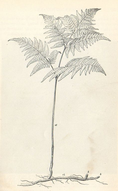 Bracken Fern Drawing, Fern Drawing, Fern Illustration, Bracken Fern, Fern Tattoo, Green Room, Scientific Illustration, Green Rooms, Nature Trail