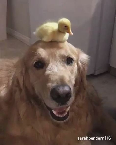 Chien Golden Retriever, Pet Ducks, Animals Friendship, A Duck, Cute Funny Dogs, Weird Animals, Funny Animal Pictures, 귀여운 동물, Cute Funny Animals