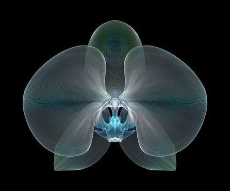 Tropical Futurism, Flowers Anatomy, Laser Acrylic, Xray Art, Creative Coding, Geometric Flowers, 3d Collage, X Rays, Nothing But Flowers