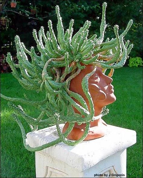 Euphorbia Caput-Medusae Pot Heads, Gothic Garden, Head Planters, Succulent Gardening, Medusa Head, Succulents Garden, Cacti And Succulents, The Head, Plant Life