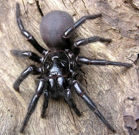 Basically spiders are the best reason to visit Australia -  This here is the Sydney Funnel Web Spider #Spiders Sydney Funnel Web Spider, Giant Huntsman Spider, Spiders In Australia, Hobo Spider, Dangerous Spiders, Funnel Web Spider, Venomous Animals, Scared Of Spiders, Poisonous Spiders