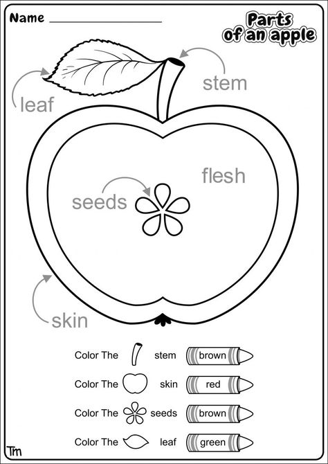 Apples & Where They Come From! Preschool Theme Worksheets | TeachersMag.com Apple Theme Science Preschool, Pre K Harvest Activities, 123 Preschool Activities, Preschool Activities Apples, Science Apple Activities Preschool, Preschool Apples Crafts, Apple Tasting Chart Preschool, Apple Themed Toddler Activities, Fall Theme Ideas For Preschool