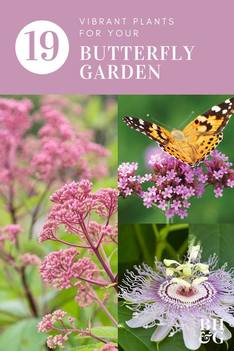 Diy Butterfly Garden, Butterfly Garden Plants, Garden Butterfly, Butterfly Plants, Hummingbird Garden, Diy Butterfly, Butterfly Bush, Butterflies And Flowers, Have Inspiration