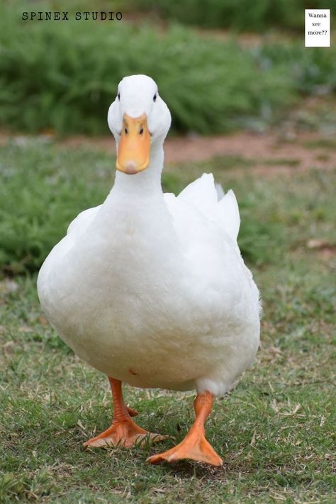 Duck Photography, Duck And Ducklings, Holiday Art, Swans, Photo Reference, Animal Photo, The Common, Art Reference Photos, Beautiful Birds