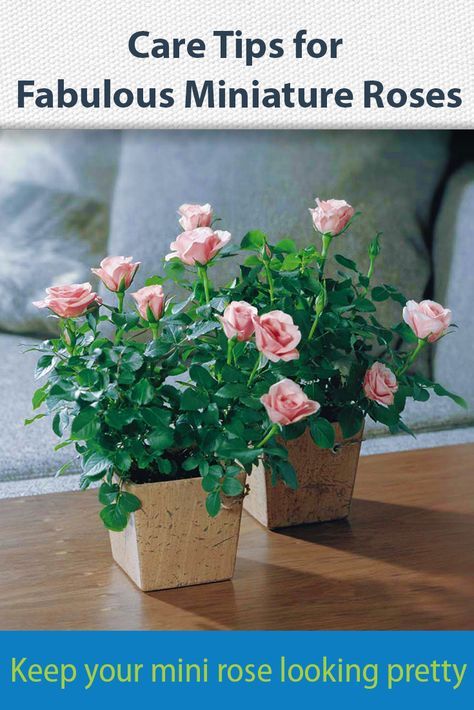 Got a potted miniature rose? These care tips will keep it flowering longer. #MyGardenLife #MiniRose #MiniatureRose #flowers #GardeningTips How To Take Care Of Roses In A Pot, Miniature Roses Indoors, Mini Rose Plant Care, Miniature Rose Bush, Miniature Roses Care, Mini Rose Bush Care, Miniature Roses In Pots, Mini Roses Care Indoor, Indoor Rose Plant