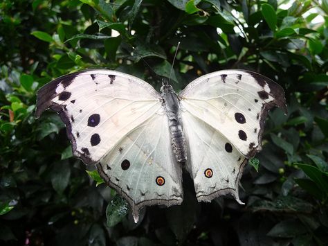 Mother of pearl butterfly | Flickr - Photo Sharing! Pearl Butterfly, Chester Zoo, Butterfly Artwork, Cool Insects, Cool Bugs, Butterfly Flowers, Butterfly Garden, Beautiful Butterflies, Polar Bear