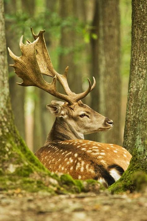 Fallow Deer Photography, European Fallow Deer, Fallow Deer Aesthetic, Deer Reference Photo, Stag Reference, European Animals, Deer Pretty, Forest Rocks, Deer Reference