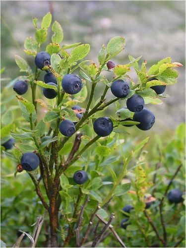 Growing Blueberries, Blueberry Farm, Wild Blueberries, Katniss Everdeen, Fruit And Veg, Coffee Cake, Blueberries, Sour Cream, Drawing Ideas