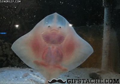 Baby Stingray, Stingray Fish, Dancing Baby, Baby Legs, Manta Ray, 2nd Baby, Stingray, Sea Creatures, Aliens