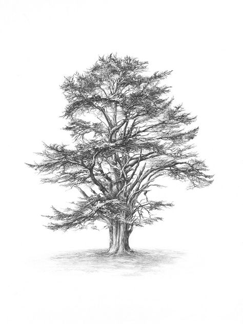 Lebanese cedar tree: symbolises strength, stability, endurance, wisdom, majesty, omnipotence, divinity and protection Lebanese Cedar Tree, Lebanon Cedar, Snow Tattoo, Branch Drawing, Mountain Wood Art, Cedar Tree, Tree Tattoo Designs, Tree Sketches, Forest Illustration