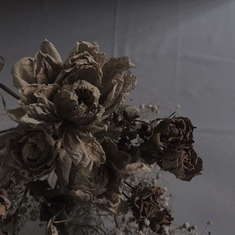 Rotten Flowers Aesthetic, Withering Flower Aesthetic, Decayed Flowers, Rotten Flowers, Decay Aesthetic, Withering Flower, Decaying Flowers, Wilting Flowers, Deadly Plants