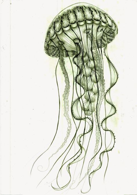 110-892-2748: 110-892-2748 Sketch Studies, Jellyfish Illustration, Jellyfish Decorations, 16 Tattoo, Jellyfish Drawing, Jellyfish Craft, Princess Jellyfish, Octopus Tattoos, Jellyfish Design