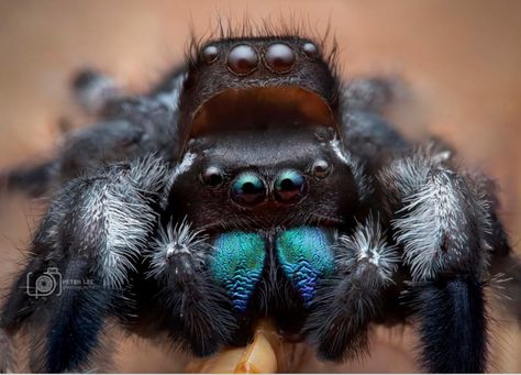 Jumping spider with molting helmet. Photo: Peter Lee Shawwa. Peter Lee, Jumping Spiders, Jumping Spider, Arachnids, Adorable Animals, Spiders, Beautiful Creatures, Cute Animals, Animals