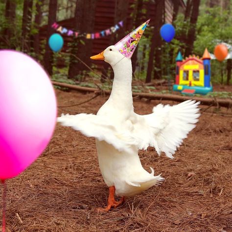 Duck Wearing Hat, Ducks With Hats, Silly Goose Cake, Duck Happy Birthday, Animals With Party Hats, Aflac Duck, Happy Duck, Duck Face Meme, Duck Memes