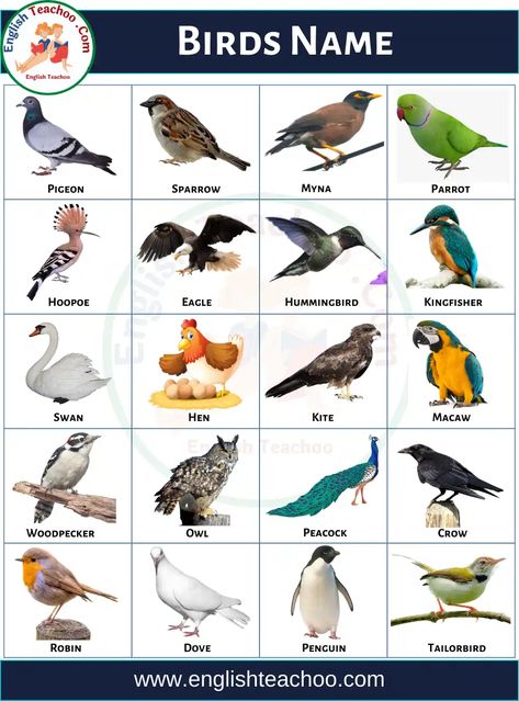 Birds Name List, Birds Name, Bird Images, Birds, The Incredibles