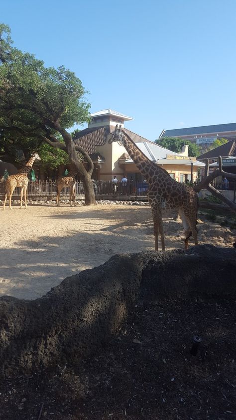 Giraffes at the Houston Zoo in Houston Texas, one if the nation's best urban zoos Houston Zoo, Houston Texas, Texas, Things To Do, Travel