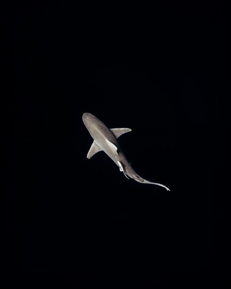 Ollie Clarke (@ollie_underwater) posted on Instagram: “My first Sandbar Shark encounter, this little guy was fairly inquisitive and came right over to check me out whilst I was on my way to meet…” • Jun 4, 2022 at 10:34am UTC Shark Aesthetics, Guy Wallpaper, Sandbar Shark, Wallpaper Watch, Marine Wildlife, Shark Pictures, Shark Art, Watch Wallpaper, Apple Watch Wallpaper